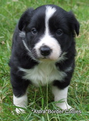 Tricolour male, rough coat, border collie puppy